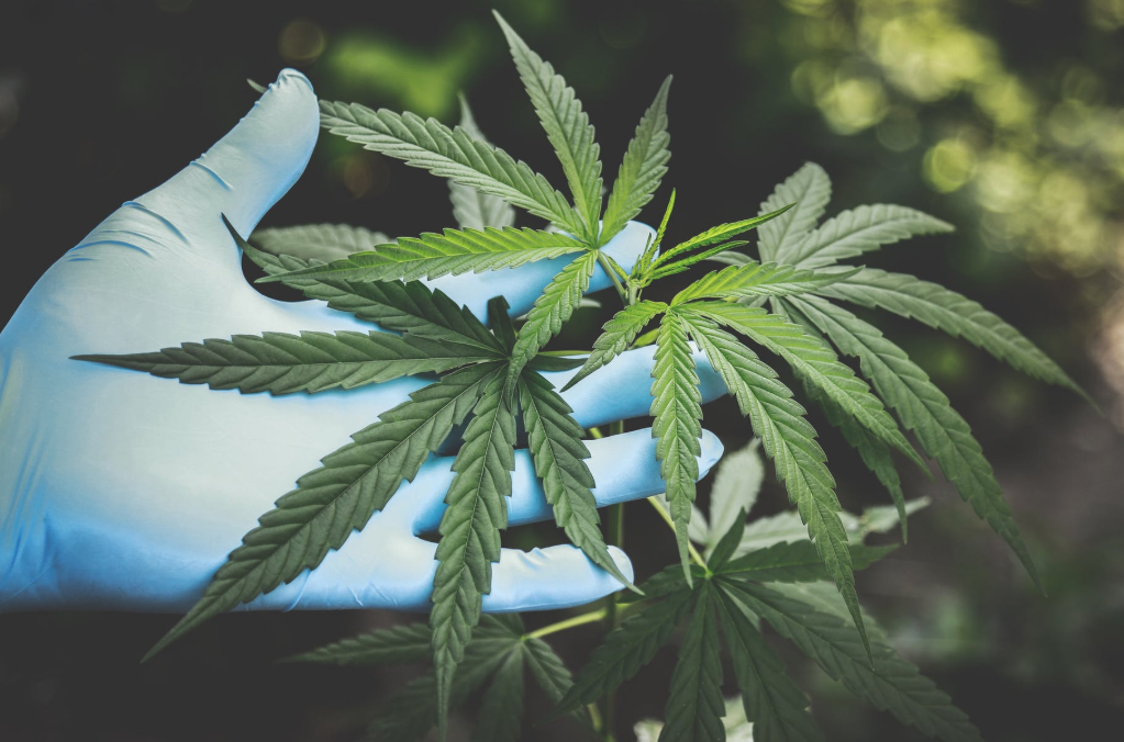 cbd oil