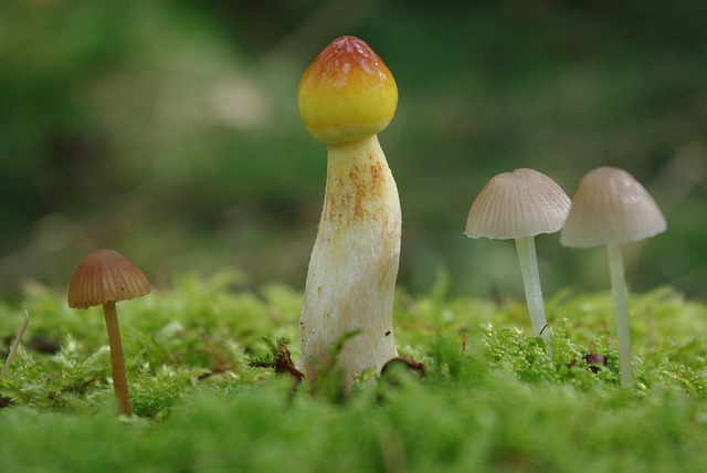 What Are Albino Penis Envy and Their Health Benefits