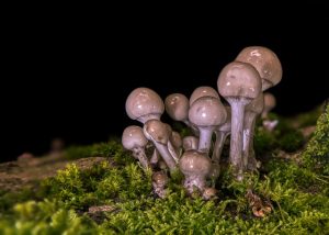 mushroom