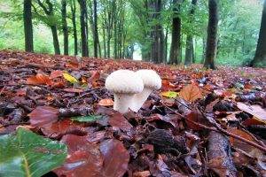 mushroom